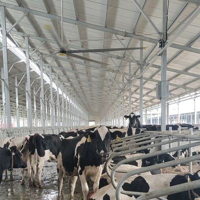 قیمت خوب 6.1m 20FT فن سقف صنعتی با 6Pcs آلومینیوم مگنیزیم آلیاژ تیغه و دوام آنلاین
